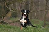 BOUVIER D'APPENZELL 085